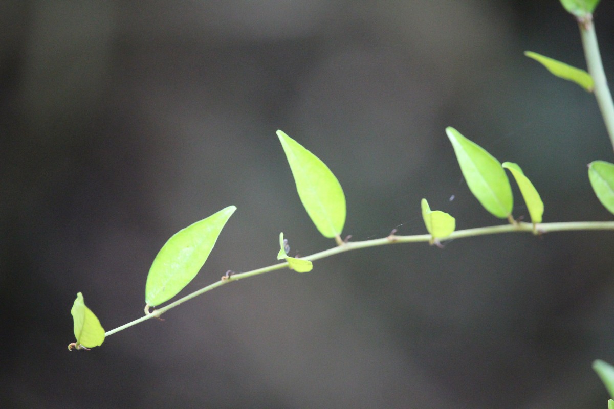 Capparis sepiaria L.